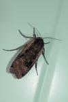 Noctua pronuba