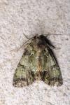 Polyphaenis sericata