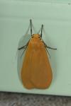 Wittia sororcula