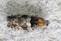 Eudemis profundana