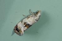 Cochylis hybridella