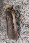 Ochropleura leucogaster