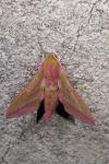 Deilephila elpenor