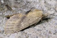 Pterostoma palpina