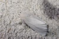 Sphrageidus similis