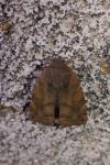 Cosmia affinis