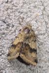 Heliothis viriplaca