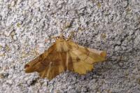 Selenia lunularia