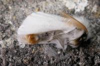 Sphrageidus similis