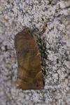 Cosmia affinis