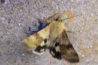 Heliothis viriplaca