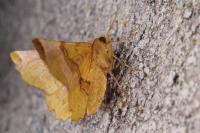 Selenia lunularia