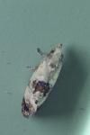 Cochylis hybridella