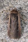 Ochropleura leucogaster