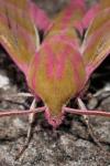 Deilephila elpenor