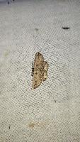 Menophra abruptaria