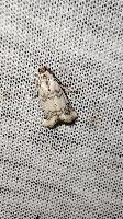 Euzophera lunulella