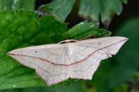 Timandra comae