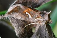 Macdunnoughia confusa