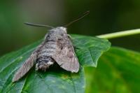 Macroglossum stellatarum