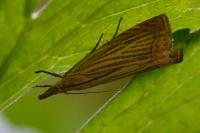 Chrysoteuchia culmella