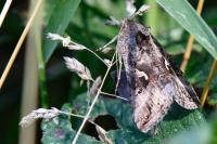 Autographa gamma