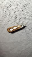 Catoptria mytilella