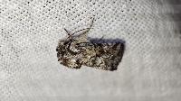 Cleonymia yvanii