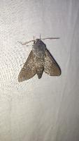Hyles vespertilio