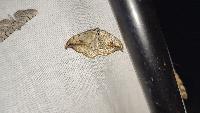 Drepana falcataria