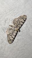 Eupithecia schiefereri