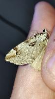 Aplocera praeformata