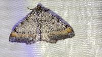 Macaria liturata