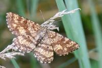 Ematurga atomaria
