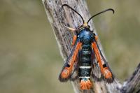 Pyropteron chrysidiforme