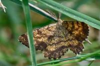 Ematurga atomaria