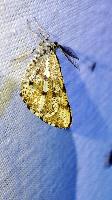 Bupalus piniaria