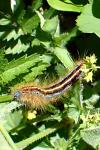 Malacosoma alpicola
