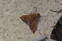 Endotricha flammealis