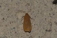 Wittia sororcula