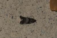 Acrobasis