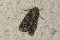 Acronicta rumicis