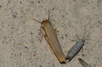 Manulea complana