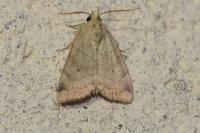 Cosmia trapezina