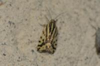 Emmelia trabealis