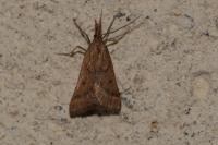 Synaphe punctalis