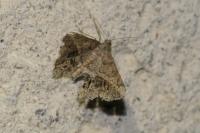 Chiasmia aestimaria