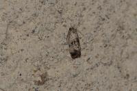 Cochylis hybridella