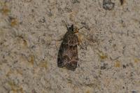 Eudonia mercurella
