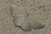 Cabera exanthemata